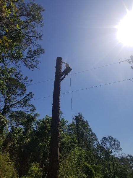 Stewart's Tree Professional