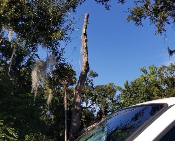 Stewart's Tree Professional