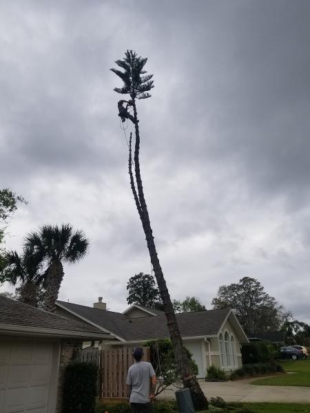 Stewart's Tree Professional
