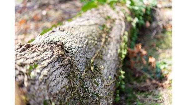 Quint's Tree Service