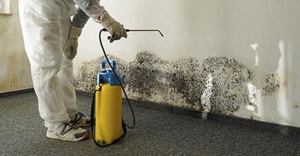 Eco-Green Mold Remediation