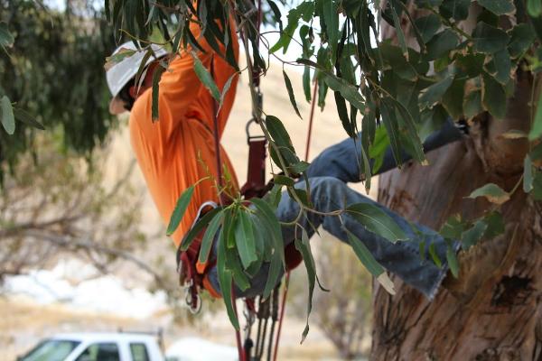 Greene Tree Care