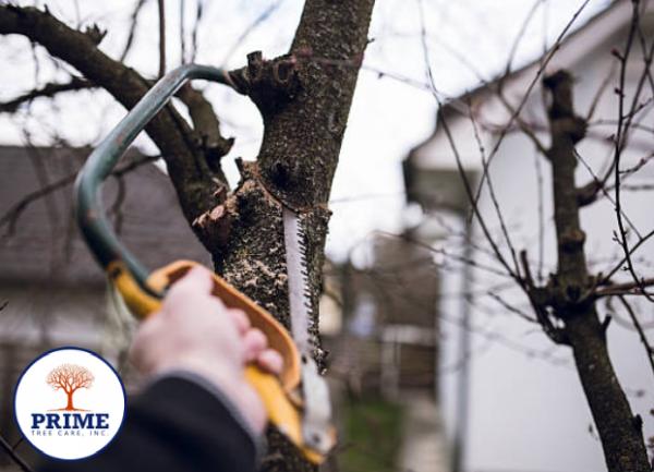 Prime Tree Care