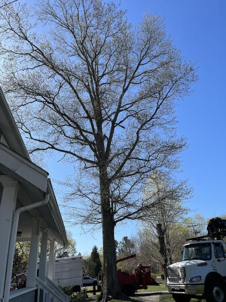 Sambas Tree Service