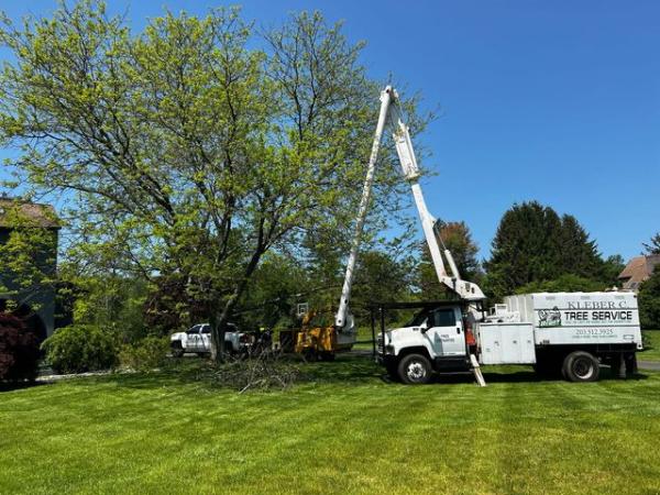 Kleber C Tree Service & Excavation