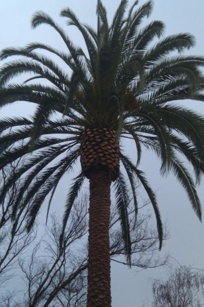 PV Tree Service