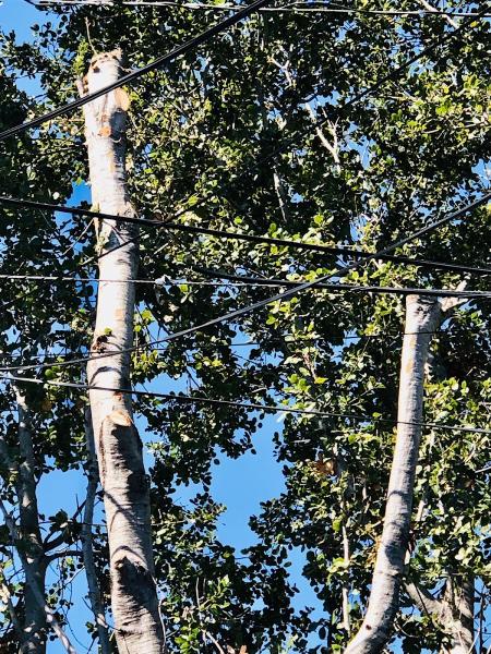 PV Tree Service