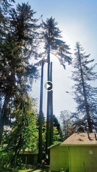 Rock Solid Tree & Landscape Services