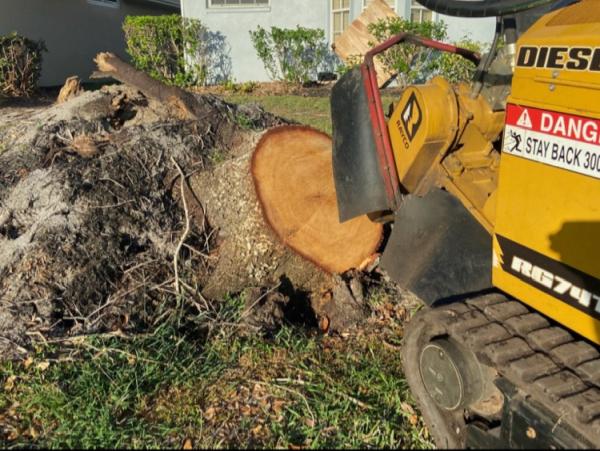 Stump Grinding & Removal Specialist