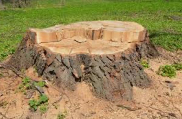 Stump Grinding & Removal Specialist