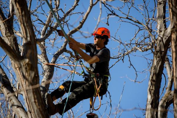 Peterson Tree Care