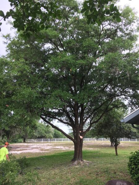 Claypool's Tree Service