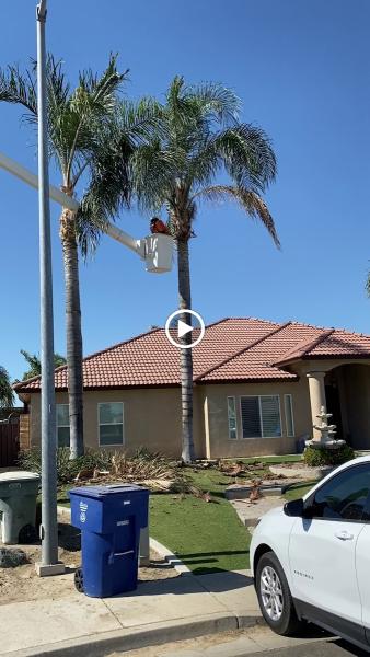CAL State Tree Service