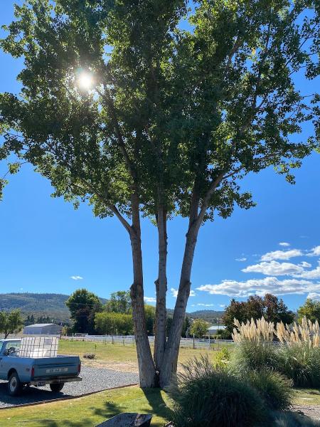 Advanced Tree Service & Landscaping