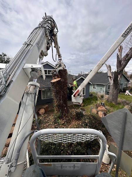 Advanced Tree Service & Landscaping