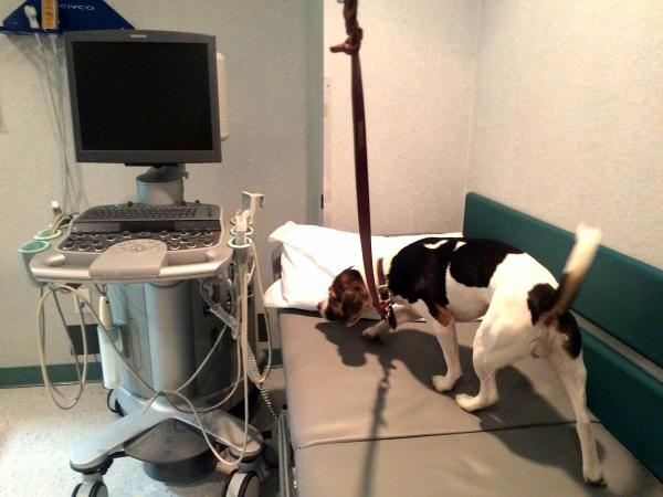 NYC Bed Bug Inspections