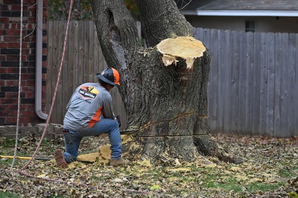 New Season Tree Masters