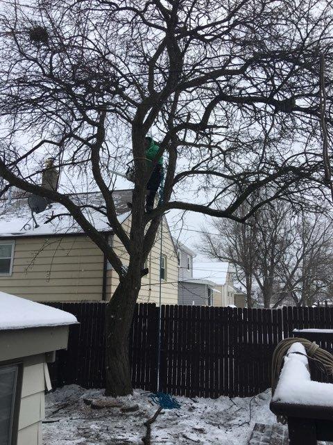 Pro Tree Service