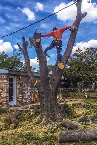 Shamblin's Tree Service