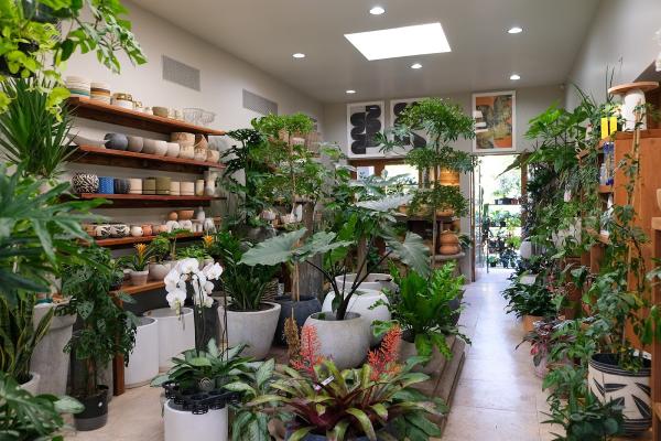 Plant Gallery