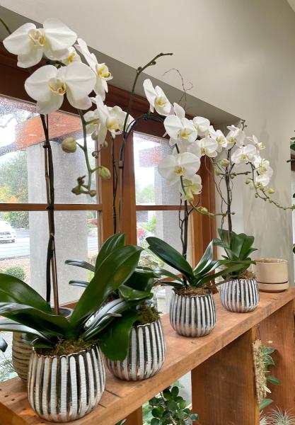 Plant Gallery