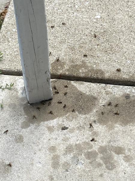 Amigo Pest Control