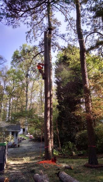 Arbsmart Total Tree Care