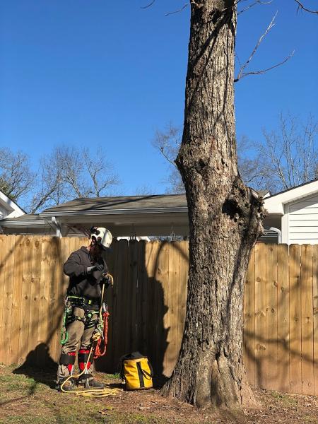 Arbsmart Total Tree Care