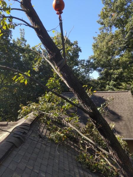 Arbsmart Total Tree Care