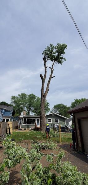 Chino's Tree Care & Landscaping Inc.