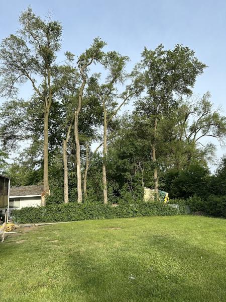 Chino's Tree Care & Landscaping Inc.