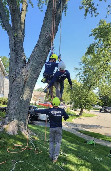 Chino's Tree Care & Landscaping Inc.