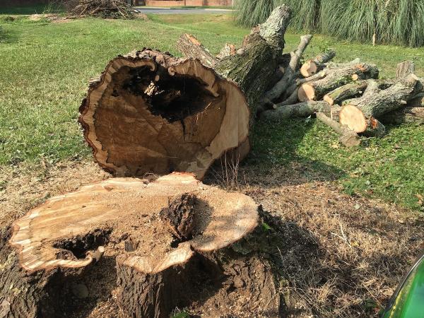 Reliable Tree Services