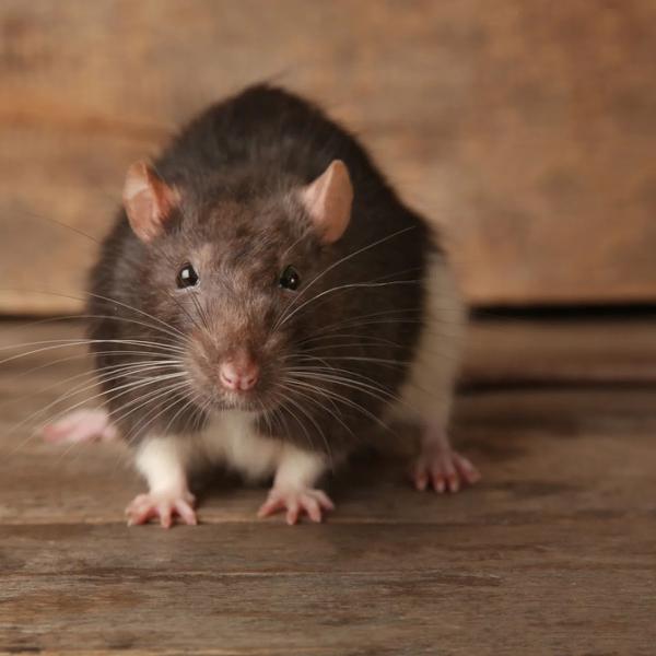 Harrison Pest Services