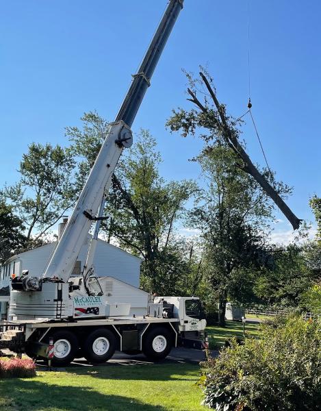McCauley Tree Service
