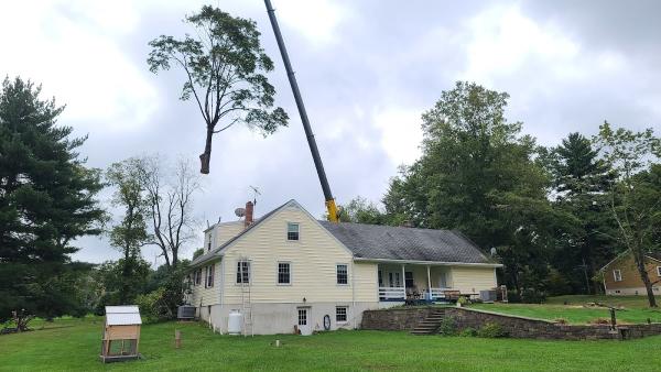 McCauley Tree Service