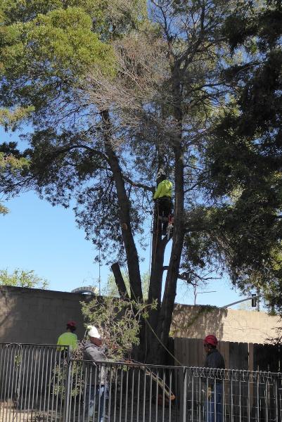 Elk Grove Tree Service