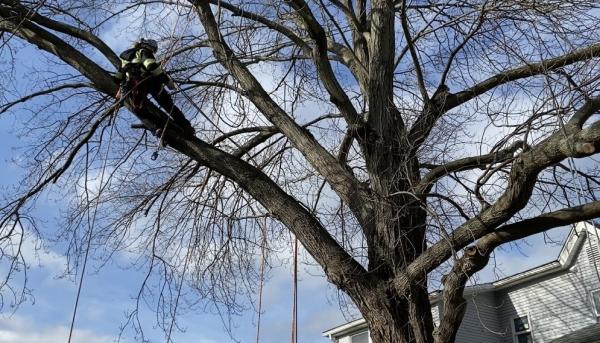 CG Arborist Services