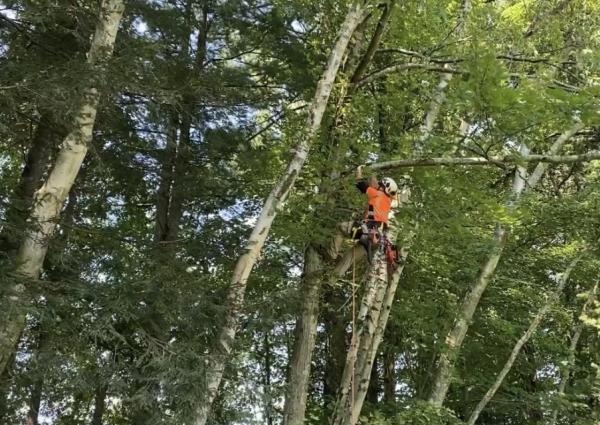 CG Arborist Services