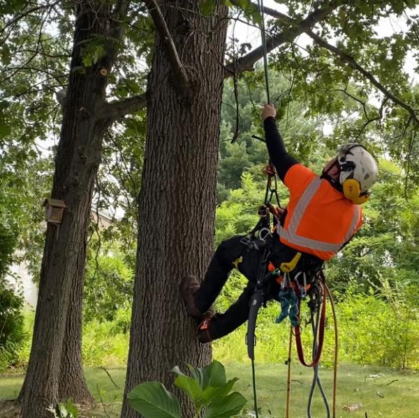 CG Arborist Services