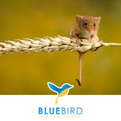 Bluebird Pest Solutions