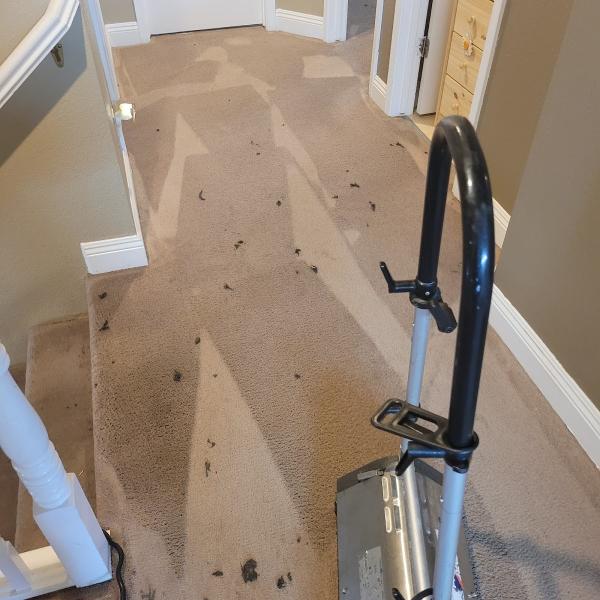 All Clean Carpet Cleaning