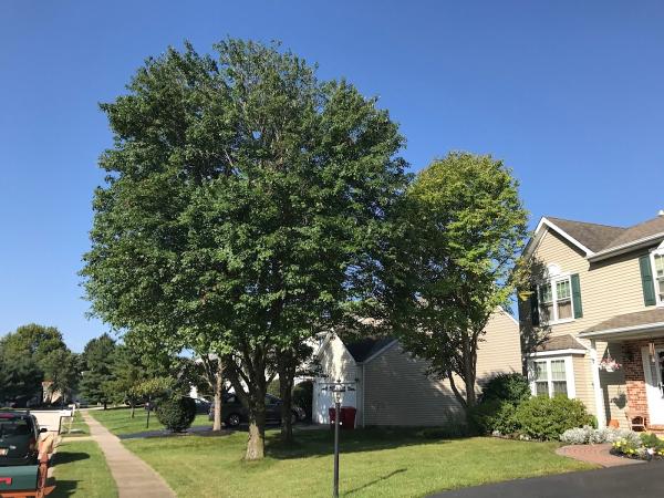 Forever Young Tree Service