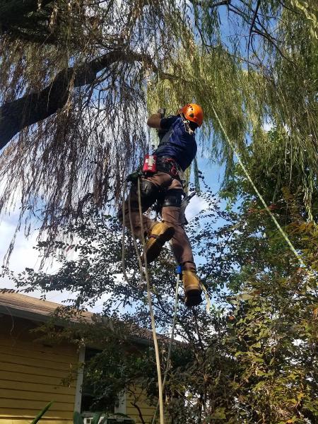 C's Tree Service