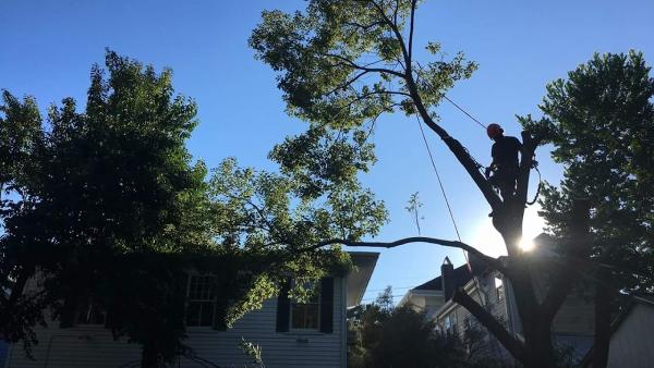 C's Tree Service