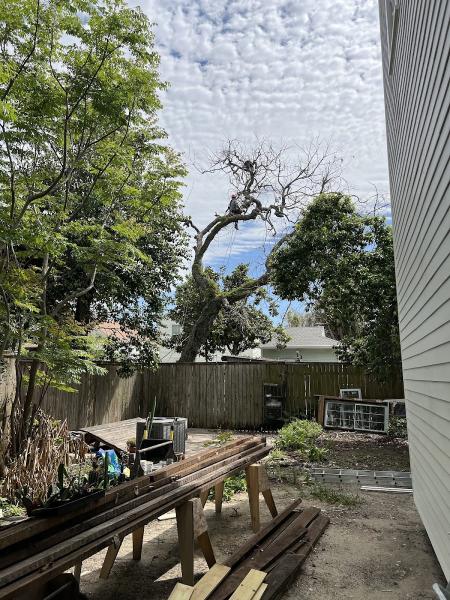C's Tree Service