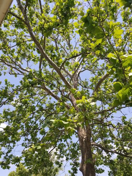 A & B Landscaping and Tree Service Inc.