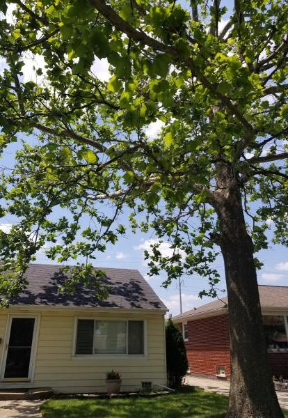 A & B Landscaping and Tree Service Inc.
