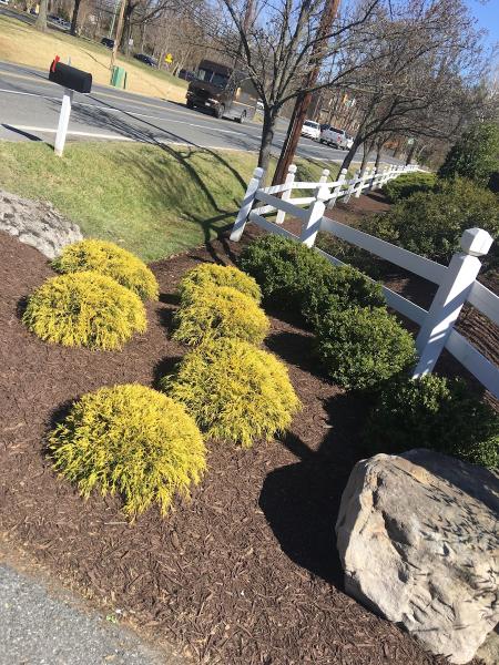 Carlos Landscaping