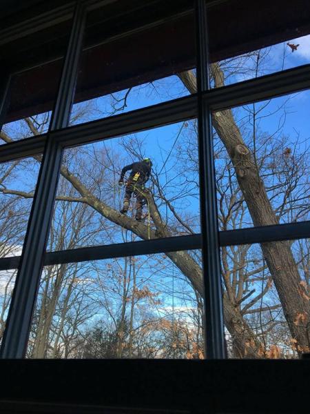 Shamrock Tree Services LLC